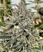 Cheetah the Hut Feminised Seed 3+1