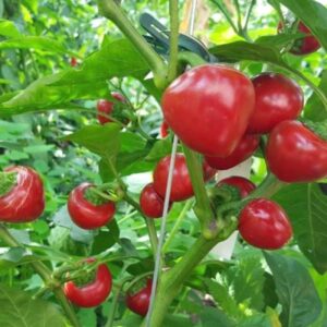 Pepper - Cherry Bomb/Hot Tomato