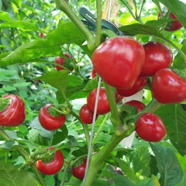 Pepper - Cherry Bomb/Hot Tomato 1 Pepper - Cherry Bomb/Hot Tomato