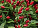 Chilli - African Bird's Eye - Heirloom Seeds
