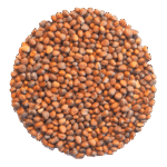 Radish China Rose Microgreens and Sprouting Seeds 250G