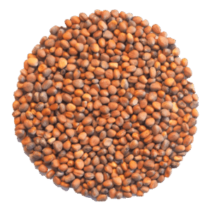 Radish China Rose Microgreens and Sprouting Seeds 250G