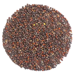 Chinese Cabbage Microgreens and Sprouting Seed 250G