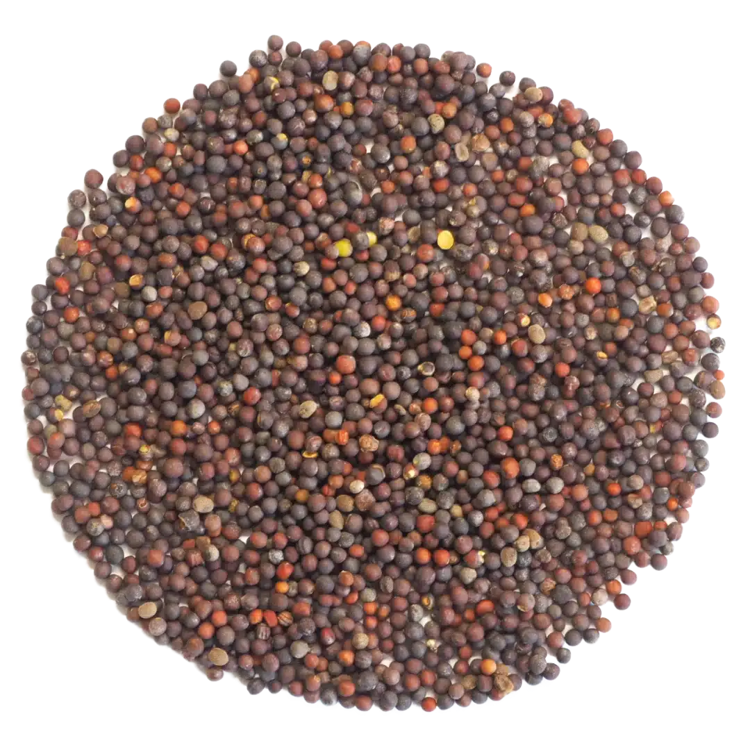 Chinese Cabbage Microgreens and Sprouting Seed 250G 1 Chinese Cabbage Microgreens and Sprouting Seed 250G