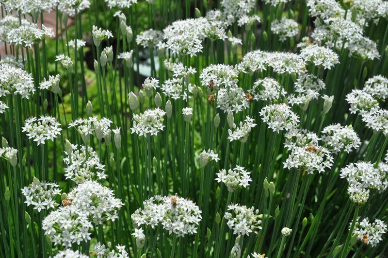 Chives - Garlic - Organic Seeds 1 Chives - Garlic - Organic Seeds