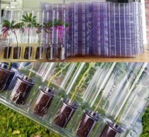 Live Plant Clone Transporter Container