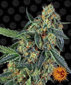 Cookies Kush Feminised - 5 pack