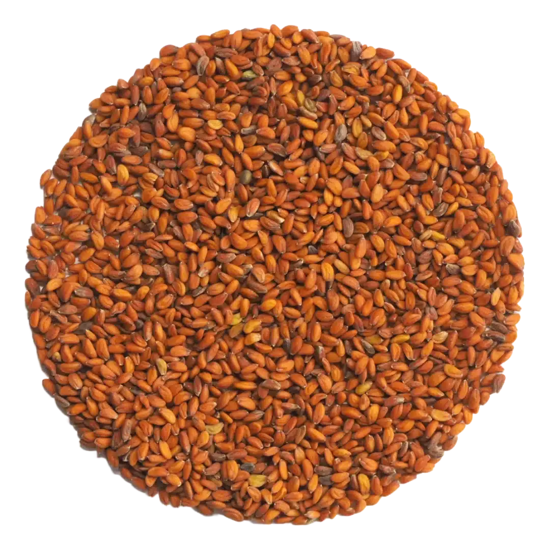 Cress Microgreens and Sprouting Seed 250G 1 Cress Microgreens and Sprouting Seed 250G