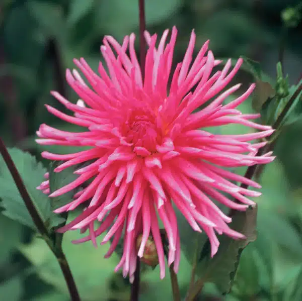 Dahlia Cactus - Alfred Grille - 1 Tubers 1 Dahlia Cactus - Alfred Grille - 1 Tubers