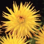 Dahlia Cactus - Einzi - 1  Tubers