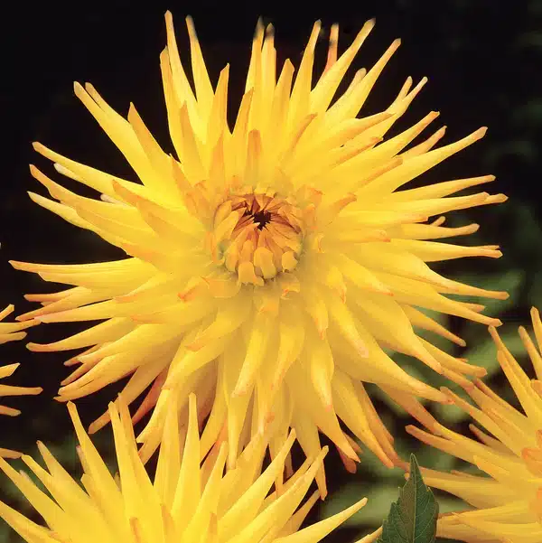 Dahlia Cactus - Einzi - 1 Tubers 1 Dahlia Cactus - Einzi - 1  Tubers