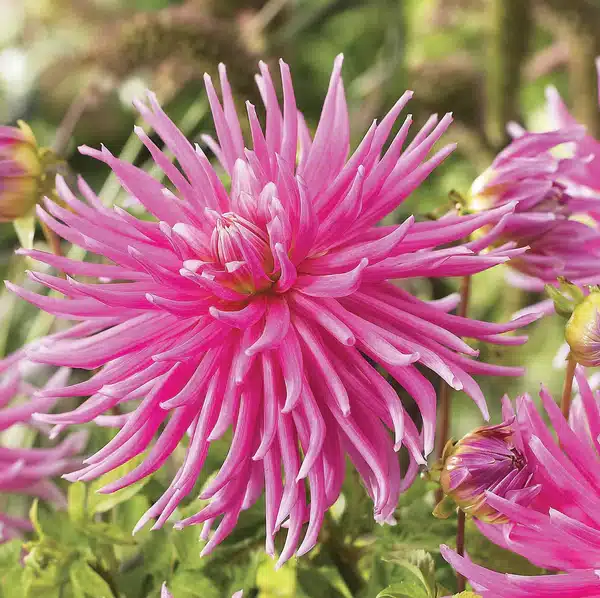 Dahlia Cactus - Good Earth - 1 Tubers 1 Dahlia Cactus - Good Earth - 1 Tubers