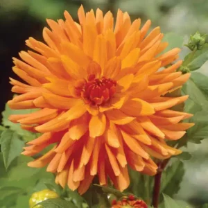 Dahlia Cactus - Orange - 2 Tubers