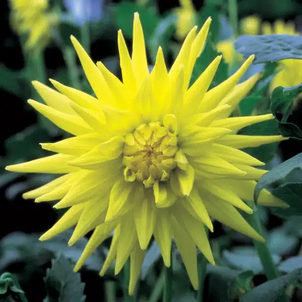 Dahlia Cactus - Yellow - 2 Tubers 1 Dahlia Cactus - Yellow - 2 Tubers