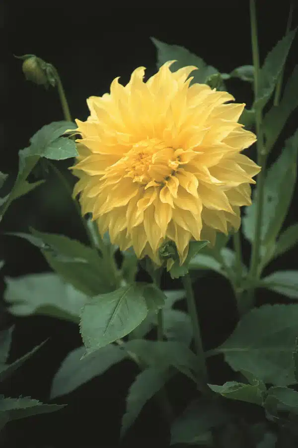 Dahlia Decorative - Edna Comstock - 1 Tubers 1 Dahlia Decorative - Edna Comstock - 1 Tubers