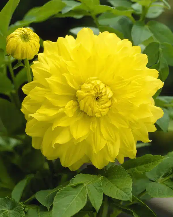 Dahlia Decorative - Yellow - 2 Tubers 1 Dahlia Decorative - Yellow - 2 Tubers