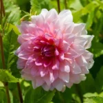 Dahlia Dinner Plate - Otto's Thrill - 1 Tubers