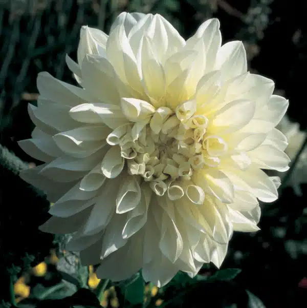 Dahlia Dinner Plate - White Perfection - 1Tubers 1 Dahlia Dinner Plate - White Perfection - 1Tubers