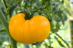 Tomato – Dr Wyche's Yellow – Organic Heirloom Seeds