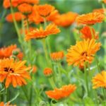 Flowers - Calendula - Heirloom Seeds