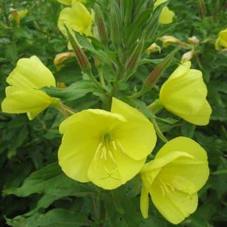 Flowers - Evening Primrose - Heirloom Seeds 1 Flowers - Evening Primrose - Heirloom Seeds