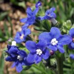 Flowers - Forget me nots - Anchusa blue - Heirloom Seeds