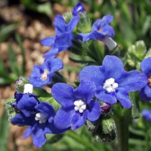 Flowers - Forget me nots - Anchusa blue - Heirloom Seeds