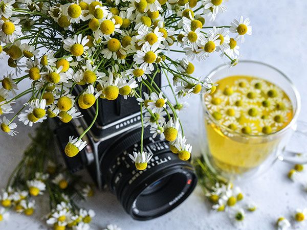 Flowers - German Chamomile - Heirloom Seeds 1 Flowers - German Chamomile - Heirloom Seeds