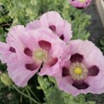 Flowers - Purple Poppy - Heirloom Seeds