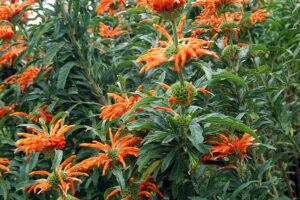 Flowers - Wilde Dagga Lions Tail - Heirloom Seeds