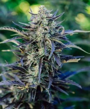 Fog Dog Auto Seed 3+1