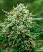 Froot by the Foot Auto Seed 3+1