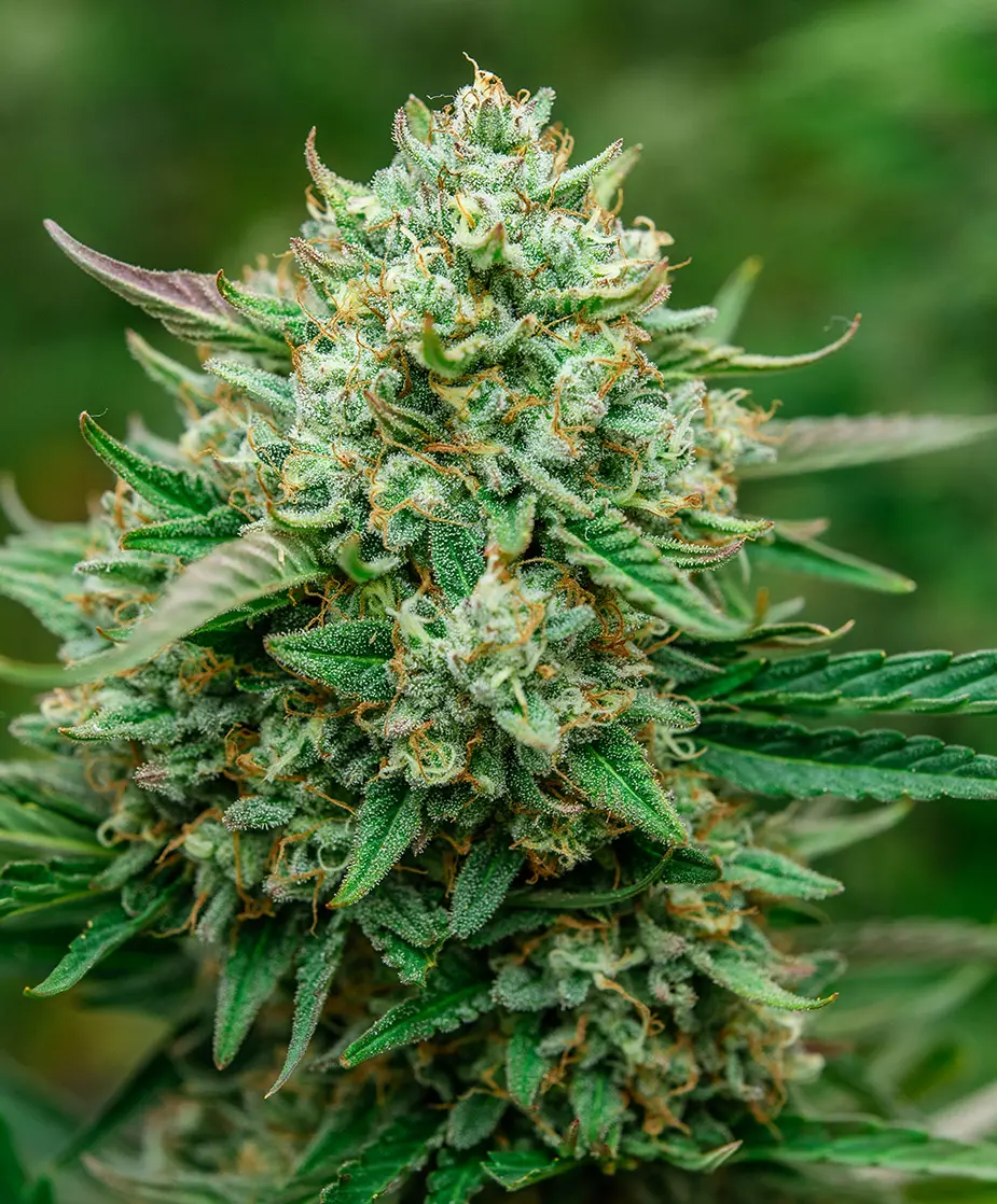 Froot by the Foot Auto Seed 3+1 1 Froot by the Foot Auto Seed 3+1