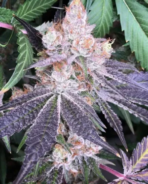 Frosted Apricots - Clone