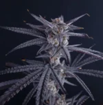 Frosted Sundae - Clone