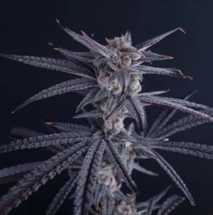 Frosted Sundae - Clone