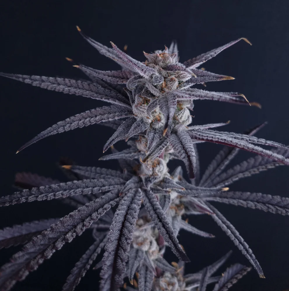 Frosted Sundae - Clone 1 Frosted Sundae - Clone