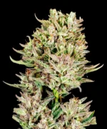 Garlic Jam Auto Seed 3+1