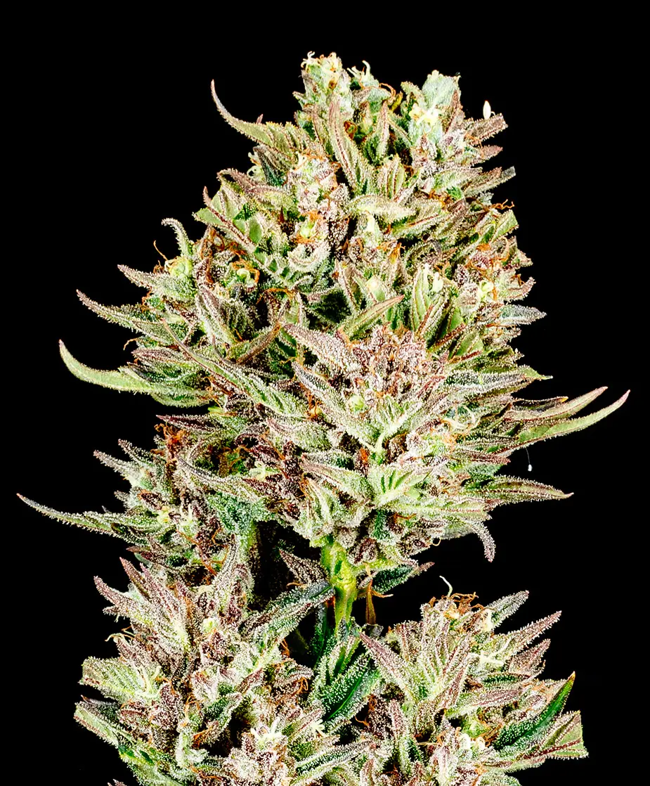 Garlic Jam Auto Seed 3+1 1 Garlic Jam Auto Seed 3+1