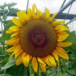 Sunflowers - Giant Grey Stripped