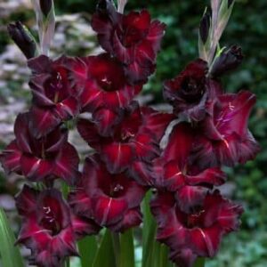 Gladioli - Black Star - 10 bulbs