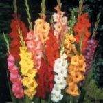 Gladioli - Mixed - 25 Bulbs