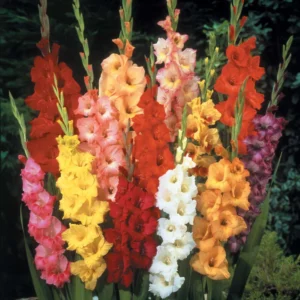 Gladioli - Mixed - 25 Bulbs
