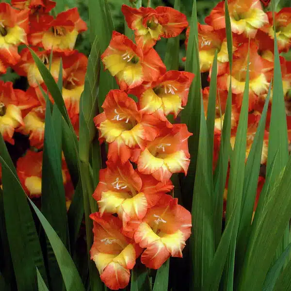 Gladioli - Sunshine - 10 Bulbs 1 Gladioli - Sunshine - 10 Bulbs