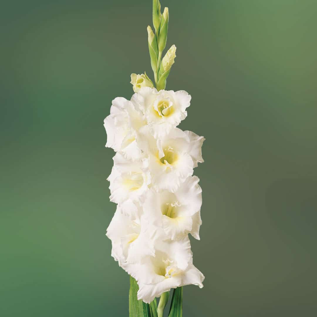 Gladioli - White - 10 Bulbs 1 Gladioli - White - 10 Bulbs