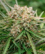 GMO OG Auto Seed 3+1