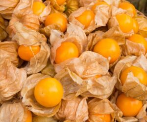 Goosberry - Cape Goosberry - Organic Seeds