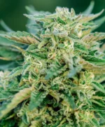 Grease Gun Auto Seed 3+1