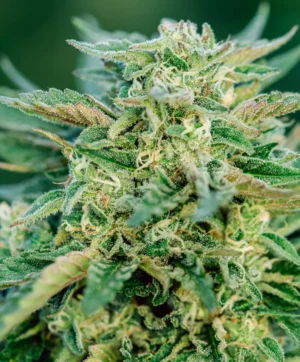 Grease Gun Auto Seed 3+1