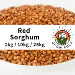 Red Sorghum (Milo) Grain